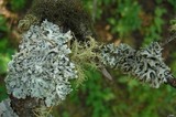 Hypogymnia physodes image
