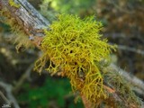 Letharia lupina image