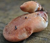 Fistulina hepatica image