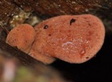 Fistulina hepatica image