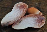 Fistulina hepatica image