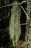 Usnea scabrata image
