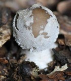 Amanita excelsa image