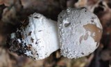 Amanita excelsa image
