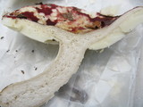 Russula vinacea image