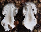 Amanita excelsa image