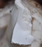 Amanita excelsa image