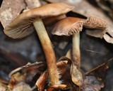 Gymnopus peronatus image