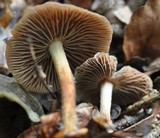 Gymnopus peronatus image