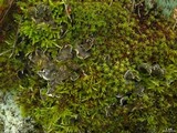 Peltigera extenuata image