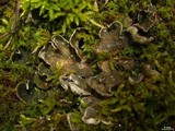 Peltigera extenuata image