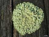 Parmeliopsis ambigua image