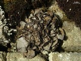 Dermatocarpon reticulatum image
