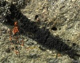 Lichinella nigritella image