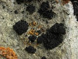Lichinella nigritella image