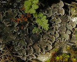 Peltigera lepidophora image