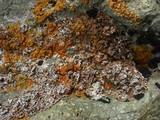Psora himalayana image