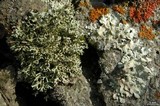 Xanthoparmelia wyomingica image
