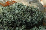 Xanthoparmelia wyomingica image
