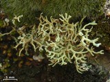 Xanthoparmelia wyomingica image