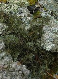 Image of Bryoria glabra