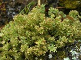 Cladonia multiformis image