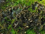 Peltigera elisabethae image