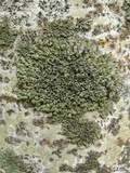 Phaeophyscia orbicularis image