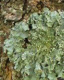Punctelia jeckeri image