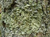 Punctelia jeckeri image