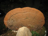 Ganoderma australe image