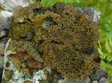 Umbilicaria hyperborea image