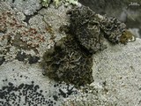 Umbilicaria krascheninnikovii image