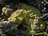 Acarospora schleicheri image