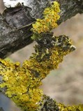 Xanthoriicola physciae image