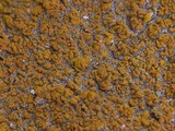 Xanthoria calcicola image