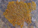 Xanthoria calcicola image
