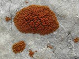 Caloplaca trachyphylla image