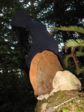 Ganoderma australe image