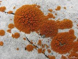 Caloplaca trachyphylla image