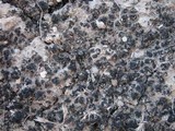 Collema callopismum image