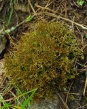 Cetraria ericetorum image