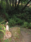Ganoderma australe image