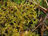 Cetraria ericetorum image