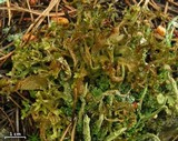 Cetraria ericetorum image