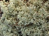 Cladina arbuscula image