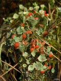 Cladonia borealis image