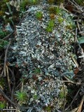 Cladonia cariosa image
