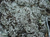 Cladonia cariosa image