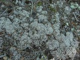 Cladonia cariosa image